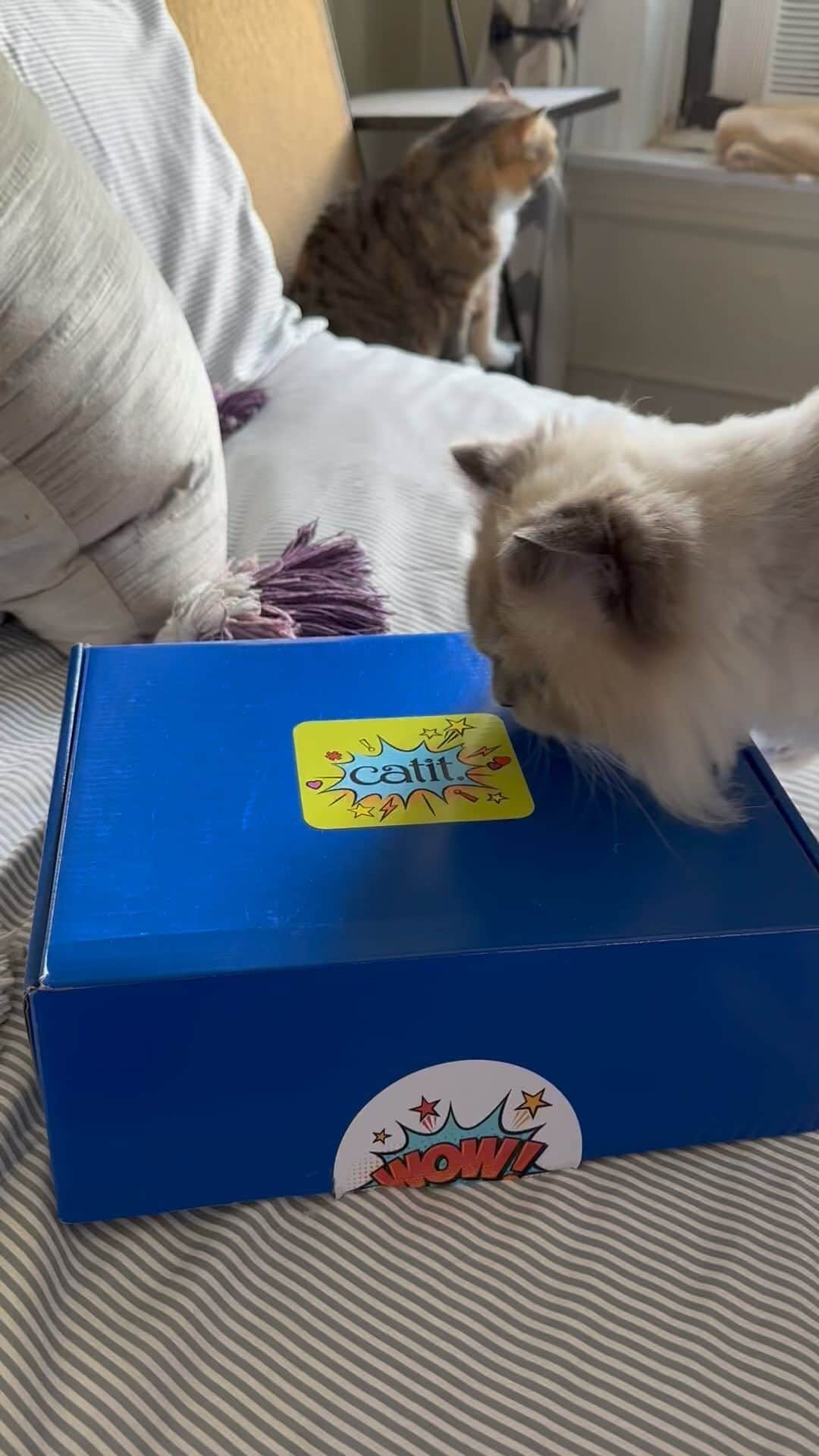 Tinaのインスタグラム：「George and Wheezy are spoiled! 😹 Thanks for the fun package @catitusa 🦸🏻‍♀️ 🦸‍♂️ #catitusa」