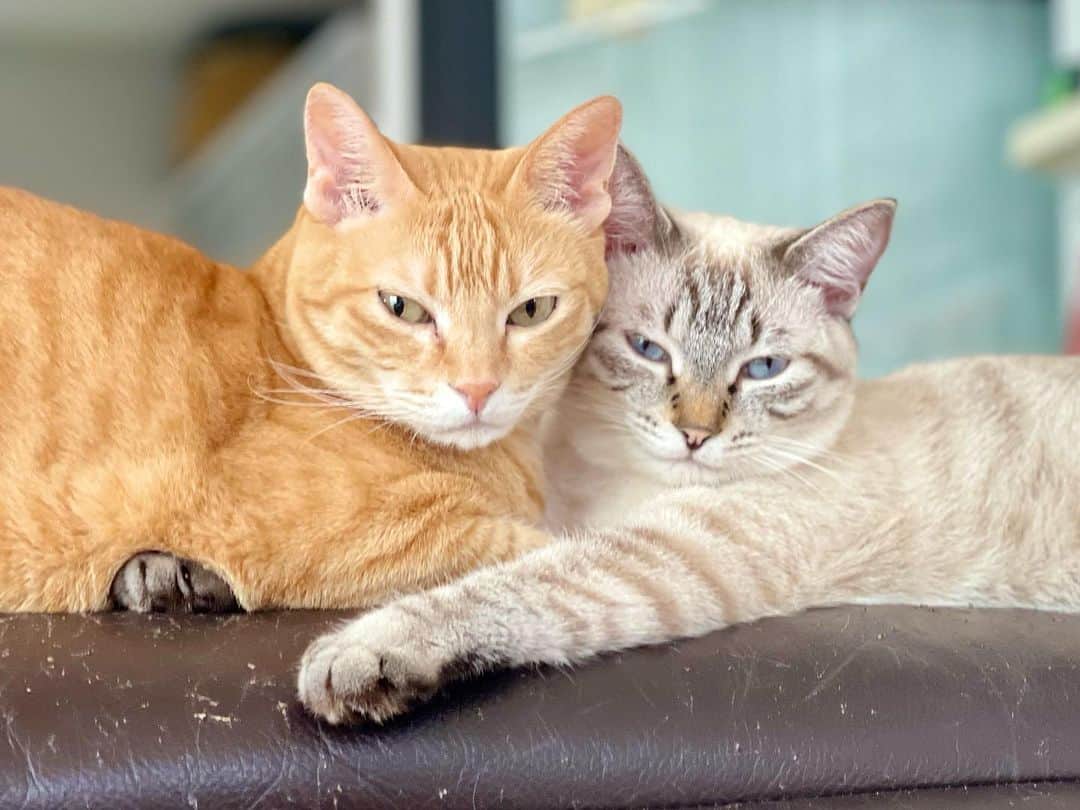 田中要次のインスタグラム：「寄り添ったのはどっち？ #猫Chai #猫Guri #Bo_nyans #猫のいる暮らし」