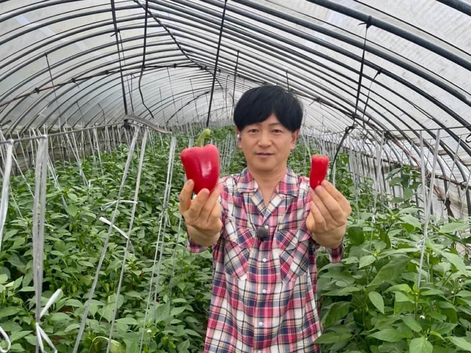 依田司さんのインスタグラム写真 - (依田司Instagram)「7月5日(水) ピーマン生産量日本一の茨城県神栖市から、その仲間の「ミニパプリカ（スイートカクテルペッパー）」をご紹介。ミニパプリカは、一般的なパプリカよりも糖度が高く13度。イチゴやメロンなどと同じくらいです。有機栽培をしているので、もちろんナマでもかぶりつけます。 夏野菜で、夏バテ・熱中症にも効果的とされているので、朝食にカレー、スムージー、サラダなどがお勧め。 試食つき収穫体験が可能。ネット販売も。  #アグリニューウィンズ #Righton #ライトオン #依田さん #依田司 #お天気検定 #テレビ朝日 #グッドモーニング #気象予報士 #お天気キャスター #森林インストラクター #グリーンセイバーアドバンス #プロジェクトワイルド #IPCC伝導者 #japan #japantrip #japantravel #unknownjapan #japanAdventure #japanlife #lifeinjapan #instagramjapan #instajapan #療癒 #ilovejapan #weather #weathercaster #weatherforecast」7月5日 8時56分 - tsukasa_yoda