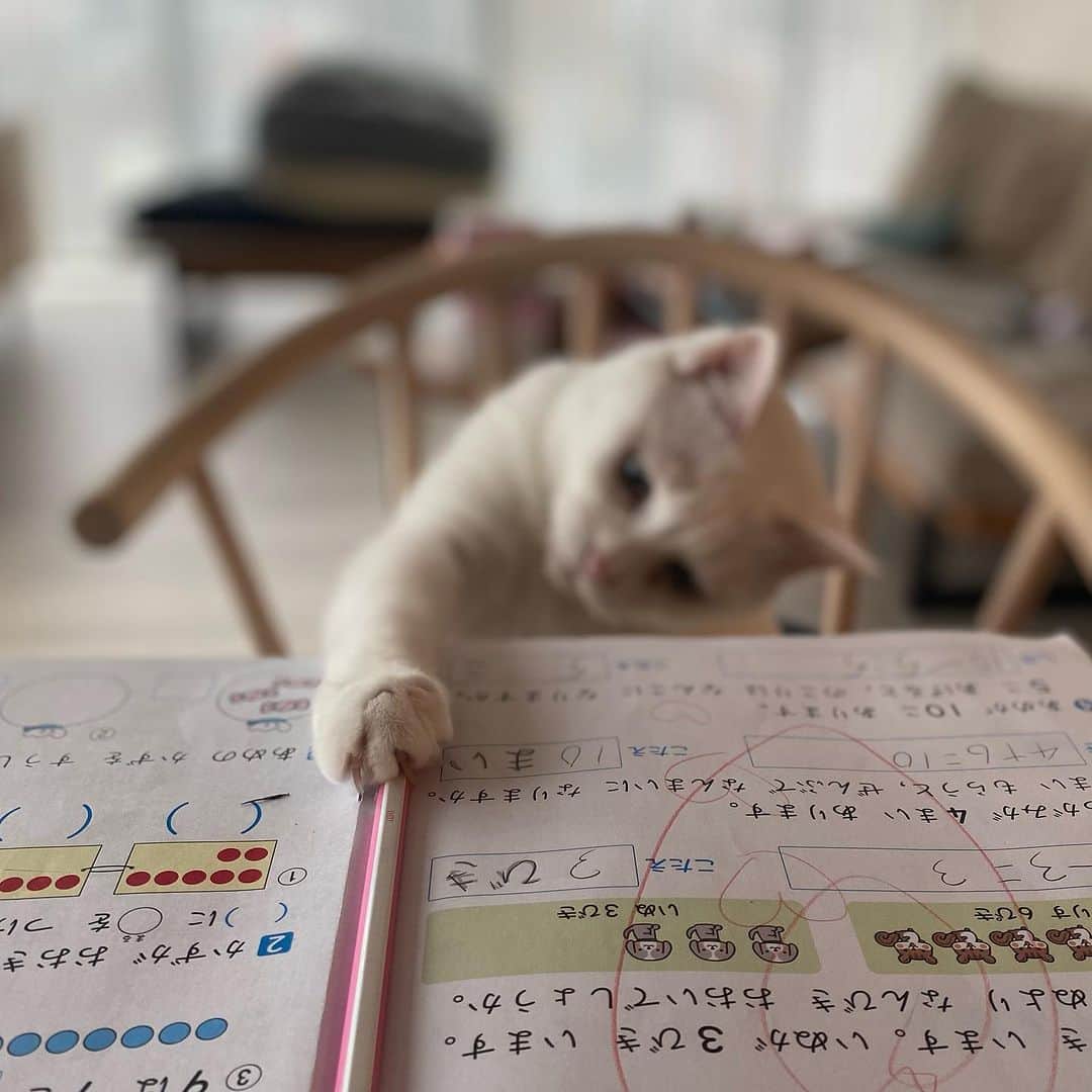 花津ハナヨのインスタグラム：「魔美さんの愛らしさを撮りたかったのに、全然ピントが合わせられない私  （1枚目　次女の宿題をするために鉛筆を取ろうとしてる 2枚目　新しく首輪を買ったのでそこを撮りたかったのに…）  #白猫　#whitecat #11歳猫」