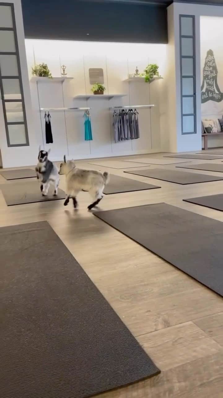 のインスタグラム：「Zoomies… x2! 😄  Video credit: @goga_atx   #goat #goats #goatlife #goatlove #goatyoga #cuties #goatstagram #babygoats #babygoat #cutegoats #cuteanimals #babyanimals #goatlover」