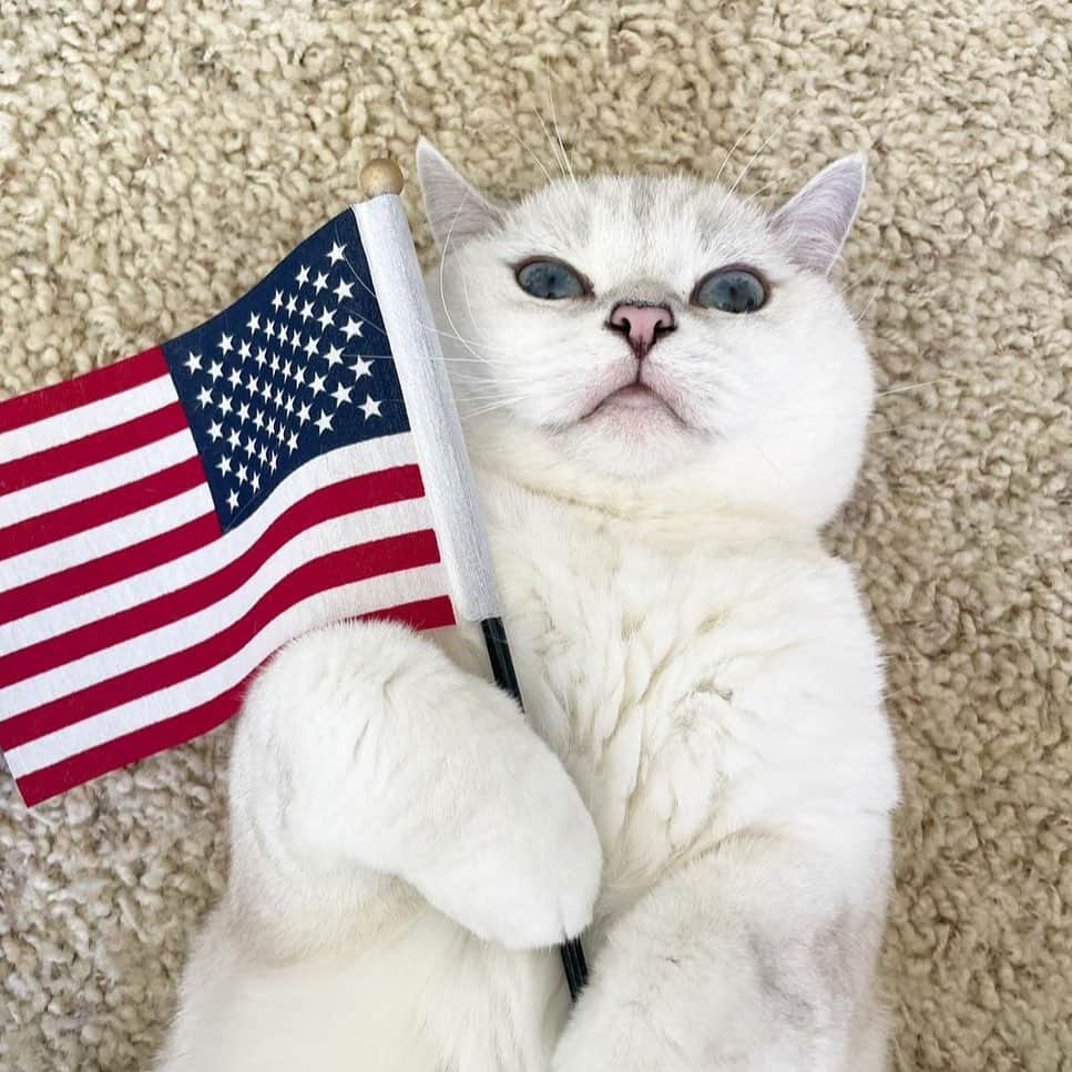 ミスター・ホワイトのインスタグラム：「Happy 4th of July 🇺🇸❤️🥰  #meow #cute #4thofjuly #love #catsofinstagram」