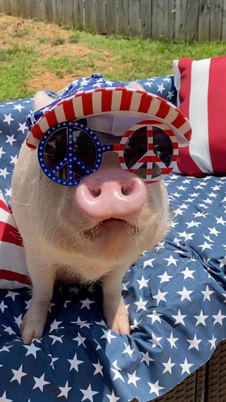 のインスタグラム：「Hey baby, you’re a firework 🧨 Happy 4th of July! 🇺🇸🐷」