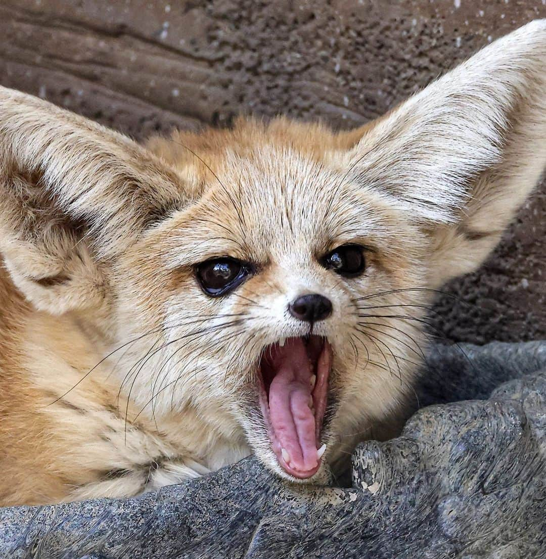 San Diego Zooさんのインスタグラム写真 - (San Diego ZooInstagram)「The squad when the grill master says the food is done 🌭  📸: Mary-Ellen Jordan  #July4th  #Pawty #Foodie #SanDiegoZoo」7月5日 5時00分 - sandiegozoo