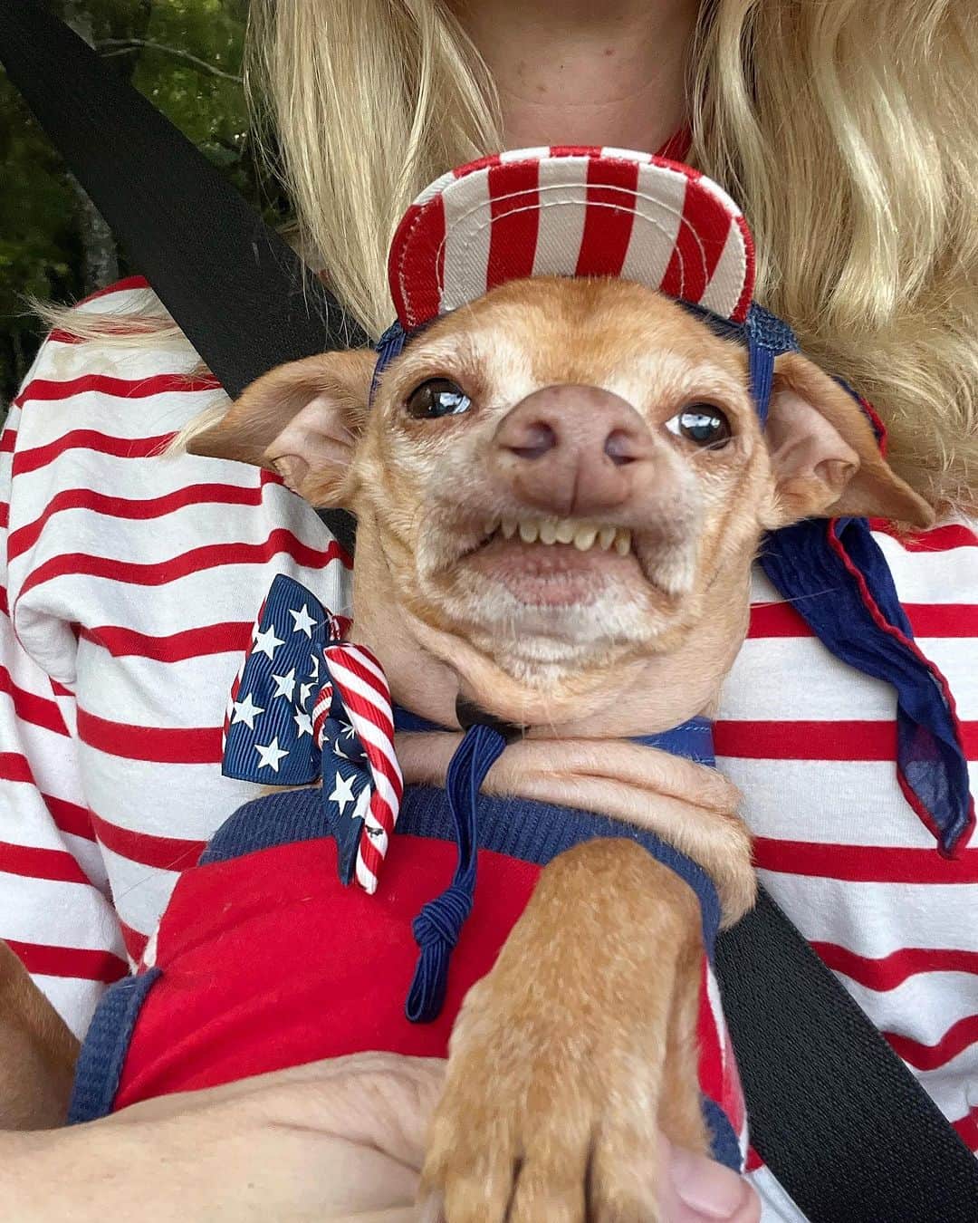 Tuna {breed:chiweenie} のインスタグラム：「His #shrivelneck is stealing the spotlight from his festive outfit and I.AM.HERE.FOR.IT! #happy4thofjuly 🇺🇸」