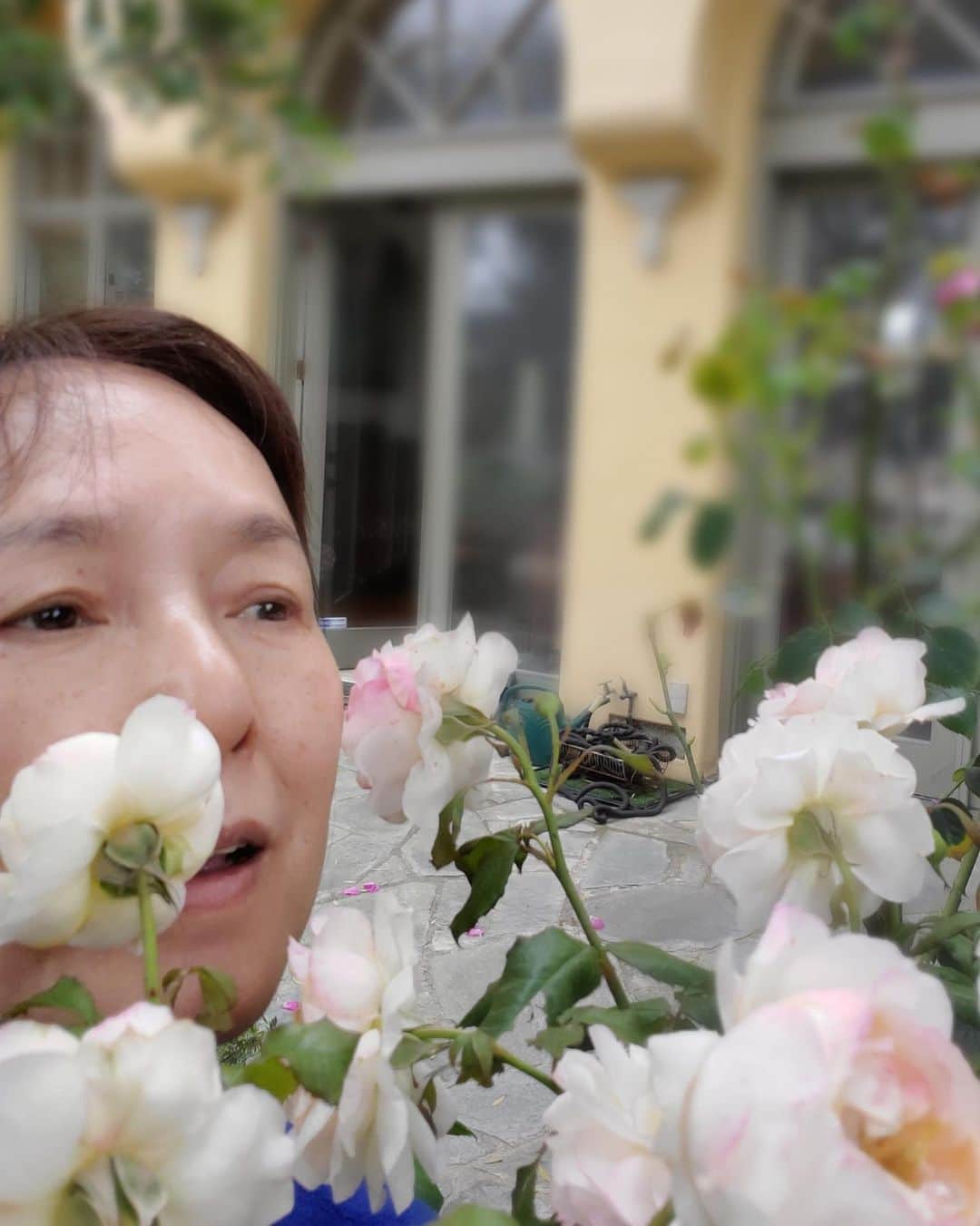 桃井かおりさんのインスタグラム写真 - (桃井かおりInstagram)「7/5は母の命日。まだ母は自分の作品に囲まれたアトリエで、可愛がってた花を眺めながら居座っている。庭のバラが一斉に満開、こりゃ母の力だね😇」7月5日 6時58分 - kaori_momoi