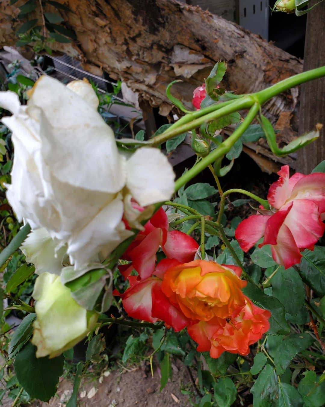 桃井かおりさんのインスタグラム写真 - (桃井かおりInstagram)「7/5は母の命日。まだ母は自分の作品に囲まれたアトリエで、可愛がってた花を眺めながら居座っている。庭のバラが一斉に満開、こりゃ母の力だね😇」7月5日 6時58分 - kaori_momoi