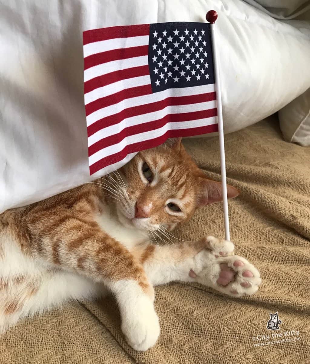 City the Kittyのインスタグラム：「Happy 4th of July! 🇺🇸 Stay safe and please keep your pets in a room where they can't hear all the loud firework noises! 💥🙀 These loud noises are no fun!!! Love you all and be well! ❤️   #TeamCity #cat #stopdeclawing #4thofJuly #july4thweekend #pawsneedclaws」
