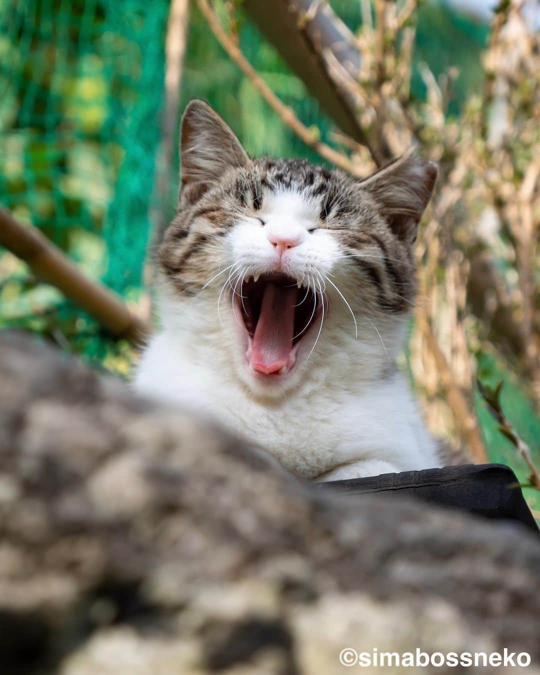 simabossnekoさんのインスタグラム写真 - (simabossnekoInstagram)「・ キッキさんセレクション❣️ Cute Kikki Selection✨ Swipeしてね←←←←🐾  8枚目の写真が好きです。 I like the 8th photo💓  ・ 〜お知らせ〜 新作写真集「島にゃんこ」好評発売中❣️ @simabossneko と、ぺにゃんこ( @p_nyanco22 )との初共著🐾  日本の島々で7年間撮り続けてきた、島の猫さん達のとびっきりの表情やしぐさがいっぱい✨ 厳選したベストショットから初公開の作品まで、愛おしくて幸せな瞬間を集めました。  ★Amazonほかオンライン書店、本屋さんにて  お気に入りの一冊になれば嬉しく思います☺️  📘A5変形サイズ／88ページ 1,210円(税込) ワニブックス刊  Amazonへは @simabossneko もしくは @p_nyanco22 のプロフィールURLよりご覧いただけます。 ・ ・ 【Notice】 NEW 3rd Photobook "Shima Nyanko (Island Cats)"  The book is co-authored by @simabossneko and @p_nyanco22  There are lots of wonderful photos of island cats✨   〜Description of the work〜 The cute cats that we have been shooting for 7 years in the islands of Japan.  From the carefully selected best shots to the first public photo, we have collected lovely and happy gestures. Kissing, cuddling, rubbing, synchronizing, playing, licking... The cats will heal you!  Please make a purchasing for this opportunity 😸🐾 The product page can be seen from the URL in the profile of @simabossneko or @p_nyanco22   ★Amazon Japan https://www.amazon.co.jp/dp/4847072863  It is possible to purchase and ship from Taiwan, Hong Kong, the USA, Korea, etc. ※ Shipping fee will be charged separately.  📘A5 variant size / 88 pages 1,210 JPY Published by Wanibooks ・ ・ #しまねこ #島猫 #ねこ #にゃんすたぐらむ #猫写真 #cats_of_world #catloversclub #pleasantcats #catstagram #meowed #ig_japan #lumixg9」7月5日 7時56分 - simabossneko