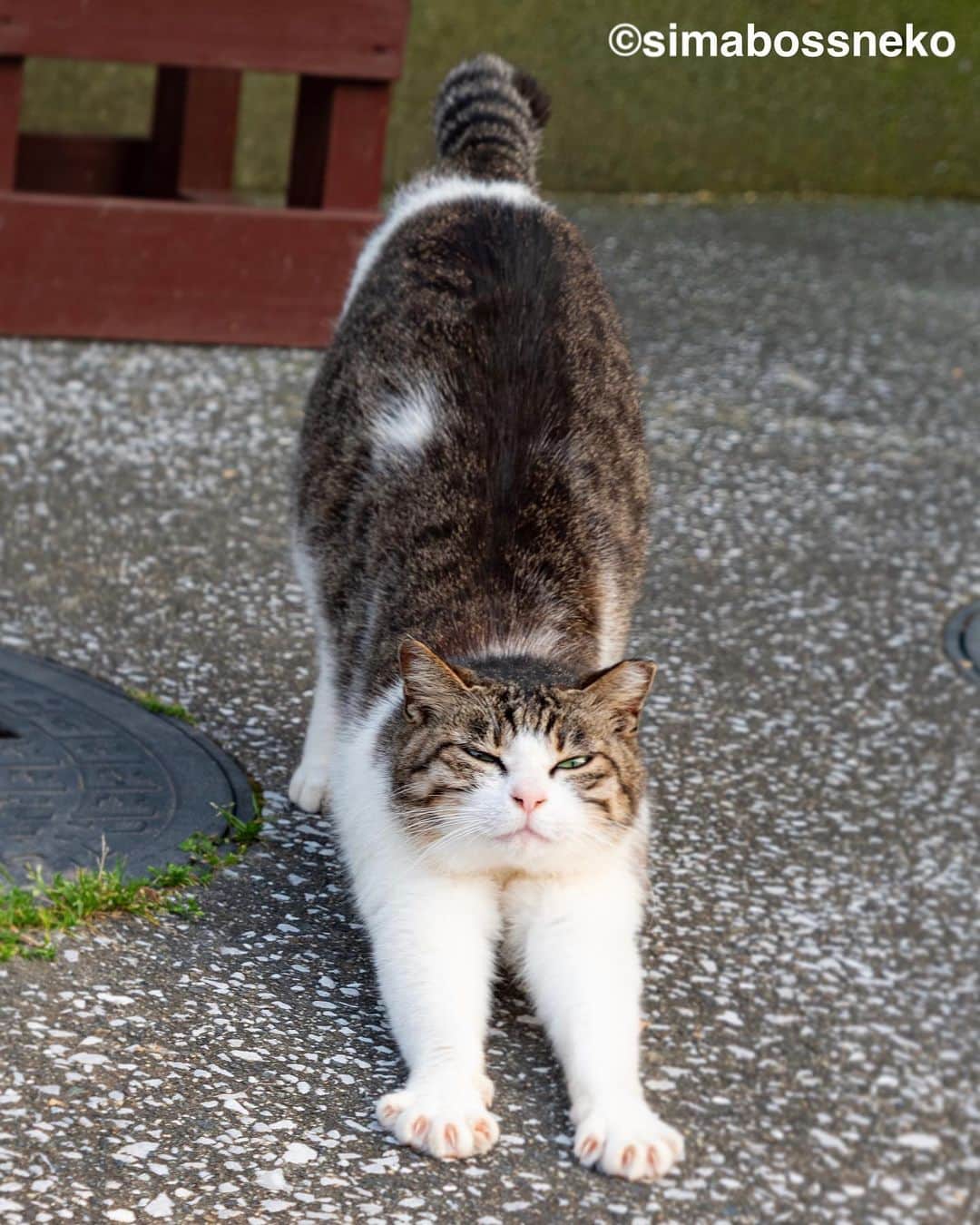 simabossnekoさんのインスタグラム写真 - (simabossnekoInstagram)「・ キッキさんセレクション❣️ Cute Kikki Selection✨ Swipeしてね←←←←🐾  8枚目の写真が好きです。 I like the 8th photo💓  ・ 〜お知らせ〜 新作写真集「島にゃんこ」好評発売中❣️ @simabossneko と、ぺにゃんこ( @p_nyanco22 )との初共著🐾  日本の島々で7年間撮り続けてきた、島の猫さん達のとびっきりの表情やしぐさがいっぱい✨ 厳選したベストショットから初公開の作品まで、愛おしくて幸せな瞬間を集めました。  ★Amazonほかオンライン書店、本屋さんにて  お気に入りの一冊になれば嬉しく思います☺️  📘A5変形サイズ／88ページ 1,210円(税込) ワニブックス刊  Amazonへは @simabossneko もしくは @p_nyanco22 のプロフィールURLよりご覧いただけます。 ・ ・ 【Notice】 NEW 3rd Photobook "Shima Nyanko (Island Cats)"  The book is co-authored by @simabossneko and @p_nyanco22  There are lots of wonderful photos of island cats✨   〜Description of the work〜 The cute cats that we have been shooting for 7 years in the islands of Japan.  From the carefully selected best shots to the first public photo, we have collected lovely and happy gestures. Kissing, cuddling, rubbing, synchronizing, playing, licking... The cats will heal you!  Please make a purchasing for this opportunity 😸🐾 The product page can be seen from the URL in the profile of @simabossneko or @p_nyanco22   ★Amazon Japan https://www.amazon.co.jp/dp/4847072863  It is possible to purchase and ship from Taiwan, Hong Kong, the USA, Korea, etc. ※ Shipping fee will be charged separately.  📘A5 variant size / 88 pages 1,210 JPY Published by Wanibooks ・ ・ #しまねこ #島猫 #ねこ #にゃんすたぐらむ #猫写真 #cats_of_world #catloversclub #pleasantcats #catstagram #meowed #ig_japan #lumixg9」7月5日 7時56分 - simabossneko