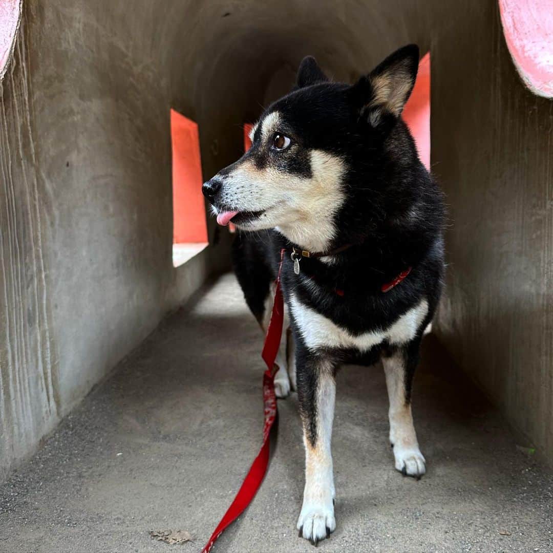 vo_coのインスタグラム：「🐾 早朝散歩にシフトしたら なべやかん氏とすれ違う率が上がった 週2くらいですれ違ってるw ＊ #shibastagram #instashiba #shiba #shibainu #黒柴 #柴犬」