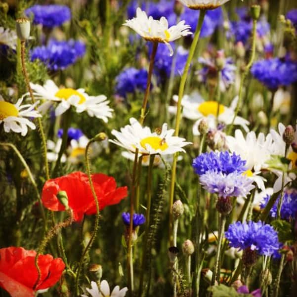 エリクソンビーモンさんのインスタグラム写真 - (エリクソンビーモンInstagram)「Nature feeling very patriotic」7月5日 8時26分 - ericksonbeamon