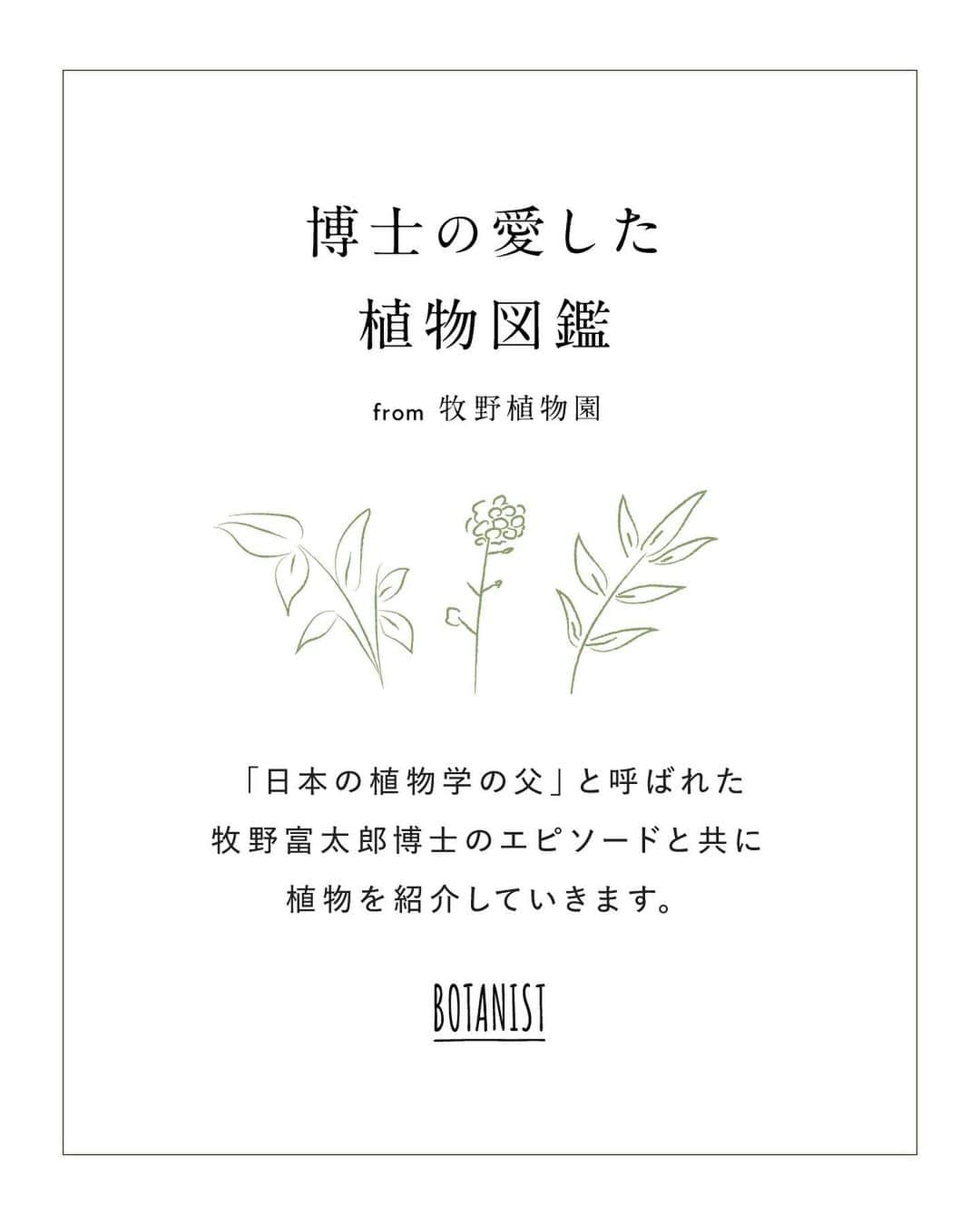 botanist officialさんのインスタグラム写真 - (botanist officialInstagram)「【博士の愛した植物図鑑 #ハイコモチシダ 】 日本を代表する植物博士である、牧野富太郎博士のエピソードと共に植物を紹介する #博士の愛した植物図鑑 🌿  今日は『ハイコモチシダ』をご紹介✍️ 葉の表面の模様が、かわいらしく特徴的な植物です。 詳しくは、画像をスワイプしてチェック💡  from 牧野植物園にて、植物図鑑を配信中。 #博士の愛した植物図鑑 ハッシュタグから他の投稿も是非チェックしてみてね♪  #BOTANISTfrom牧野植物園 #BOTANIST #ボタニスト #botanicalbeauty」7月5日 18時05分 - botanist_official
