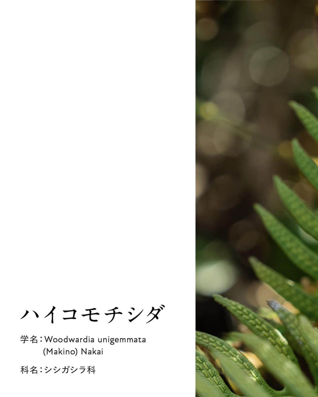 botanist officialさんのインスタグラム写真 - (botanist officialInstagram)「【博士の愛した植物図鑑 #ハイコモチシダ 】 日本を代表する植物博士である、牧野富太郎博士のエピソードと共に植物を紹介する #博士の愛した植物図鑑 🌿  今日は『ハイコモチシダ』をご紹介✍️ 葉の表面の模様が、かわいらしく特徴的な植物です。 詳しくは、画像をスワイプしてチェック💡  from 牧野植物園にて、植物図鑑を配信中。 #博士の愛した植物図鑑 ハッシュタグから他の投稿も是非チェックしてみてね♪  #BOTANISTfrom牧野植物園 #BOTANIST #ボタニスト #botanicalbeauty」7月5日 18時05分 - botanist_official
