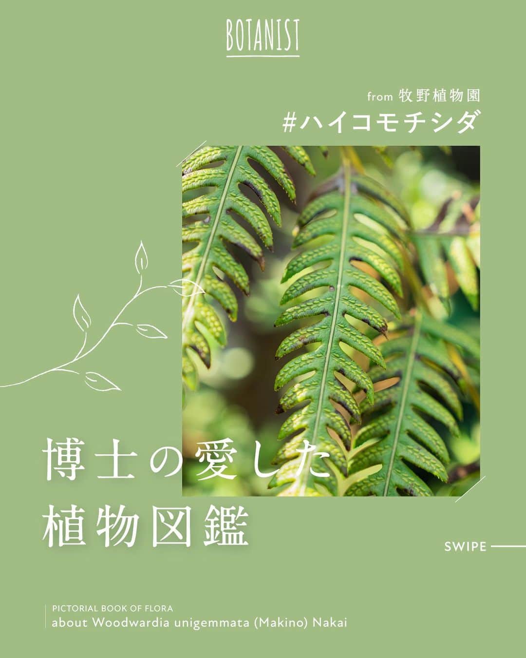 のインスタグラム：「【博士の愛した植物図鑑 #ハイコモチシダ 】 日本を代表する植物博士である、牧野富太郎博士のエピソードと共に植物を紹介する #博士の愛した植物図鑑 🌿  今日は『ハイコモチシダ』をご紹介✍️ 葉の表面の模様が、かわいらしく特徴的な植物です。 詳しくは、画像をスワイプしてチェック💡  from 牧野植物園にて、植物図鑑を配信中。 #博士の愛した植物図鑑 ハッシュタグから他の投稿も是非チェックしてみてね♪  #BOTANISTfrom牧野植物園 #BOTANIST #ボタニスト #botanicalbeauty」