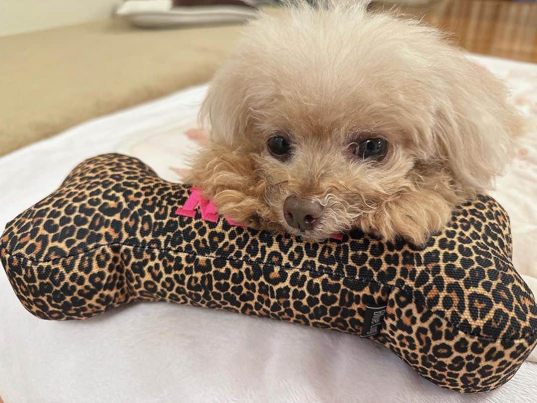 山本彩のインスタグラム：「⁡ ⁡ 枕を巧みに使いこなす音遠と、映り込む凛音🐶(笑) ⁡ ⁡ #犬のいる暮らし #トイプードル #ヨークシャーテリア」