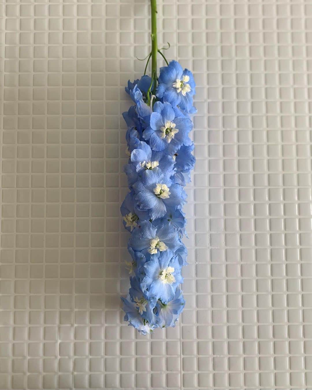 尾島沙緒里のインスタグラム：「🌷🪻🌸  #花のある暮らし」