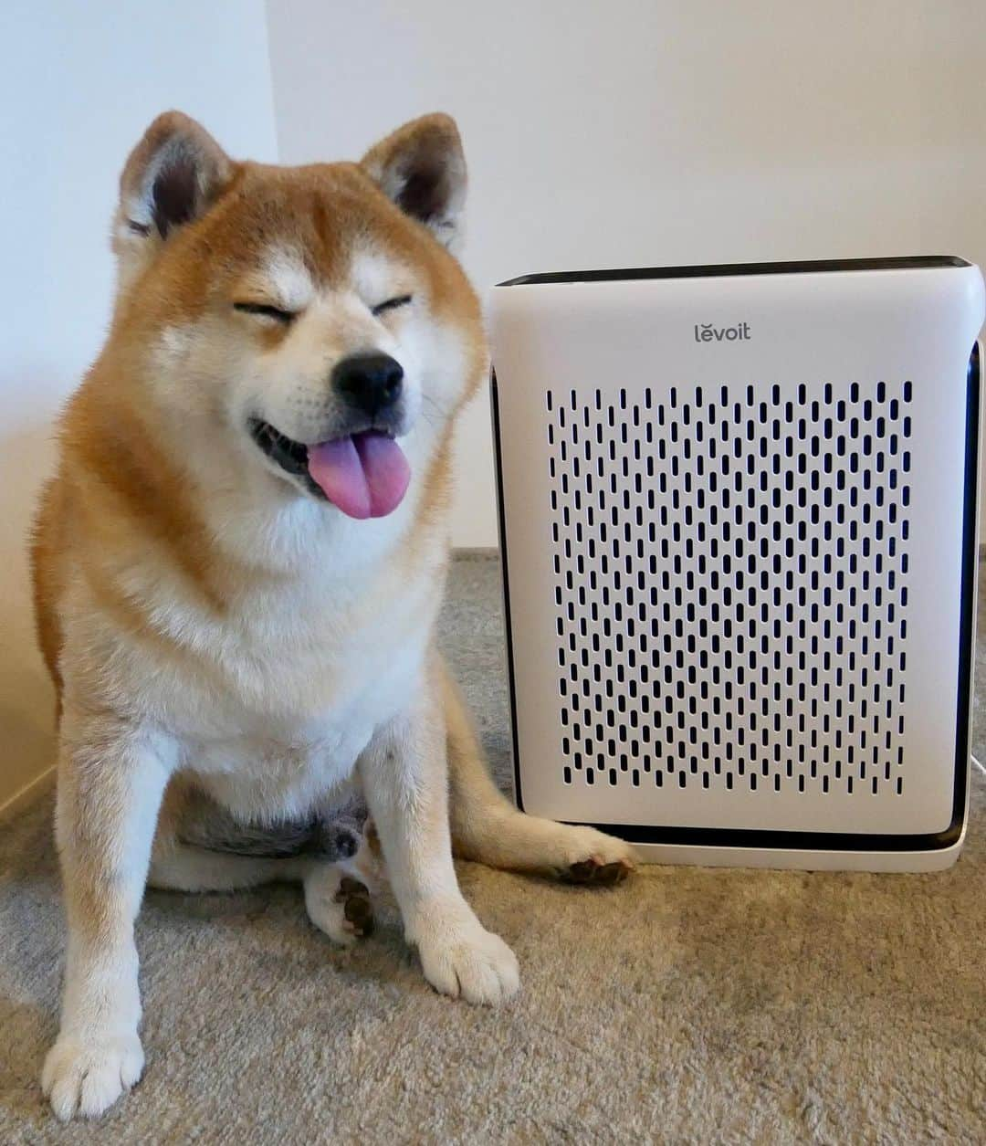 shibainu berryのインスタグラム：「アメリカで大人気のLevoit(レボイト)空気清浄機使ってみたよ！ Levoit Vital 100SはU字型の空気吸い込み⼝デザインであらゆる⾓度からペットの⽑⽪を捕獲してくれる！ペットモードを搭載で効率よくアレルゲン、フケ、臭いをろ過し、花粉症、⽪膚病などのアレルギー症状から守ってくれる😆 高性能多層フィルターがペットの抜け毛、皮膚の菌や匂い等に効果的✨HEPAフィルターはホコリ・カビ・ウイルスの0.3μm 微粒子を99.97%以上除去！  うちは一年中空気清浄機はフル活用！ おとんが花粉症🤧猫アレルギー(でも猫は大好き)🙀喘息のアレルギー体質で🥲空気をキレイに✨っていつも意識してるからこれはありがたい🙌 おとんが電気製品オタクもあって、リビングとキッチンで3台置いてます😅(性能が違うみたいやけど3台がどう違えうのかはおかんは理解してない) Levoitで4台目！👏これはペット飼ってる人に特にいい✨  7/11（火）~7/12（水）に始まるプライムデーセールで20%OFFお買い得みたい。 気になった方、Levoit Amazon公式店舗とVeSync公式ストアでチェックしてみてください🤗 #空気清浄機 #レボイト #levoit #levoit空気清浄機 #VeSync #levoitvital100 #pr #柴犬 #柴 #べりやん #べりむく #多頭飼い #徳島 #berry #shiba #shibainu  #shibainumania #ぷにっと部 #口角キュキュッと部 #チーム俺様 →部員絶賛募集中 #shiba_snap #proudshibas #instagramjapan #ふわもこ部 #pecoいぬ部 #pecotv #9gag @9gag @barked」