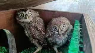 スラッシュさんのインスタグラム写真 - (スラッシュInstagram)「owls rescued from Glastonbury's Pyramid stage after Guns N' Roses  iiii]; )'」7月5日 19時10分 - slash