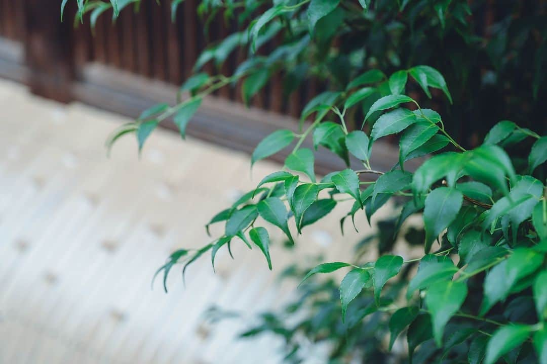 祇園麺処 むらじさんのインスタグラム写真 - (祇園麺処 むらじInstagram)「It is the time to hear the footsteps of summer. In summer time, Kyoto is humited and having the boiling heat continuously. Please pass by for cooling down. Summer menu will be available.  夏の足音が聞こえる季節になりました。  夏の京都は湿気が多く、うだるような暑さが続きます。  「むらじ」の夏メニューで体力をつけて夏を楽しみましょう。   #kyotonoodle #ramen #kyotolunch #麺処むらじ #kyotorestaurant #kyotoramen #kyotosightseeing #kyotogram #むらじ　＃京都ラーメン　＃京都名店　＃京都ごはん　＃京都観光　＃風情　＃京都好きとつながりたい　＃ラーメン好きとつながりたい #japantrip #muraji #japanesenoodle #kyototrip」7月5日 12時00分 - ramen_muraji