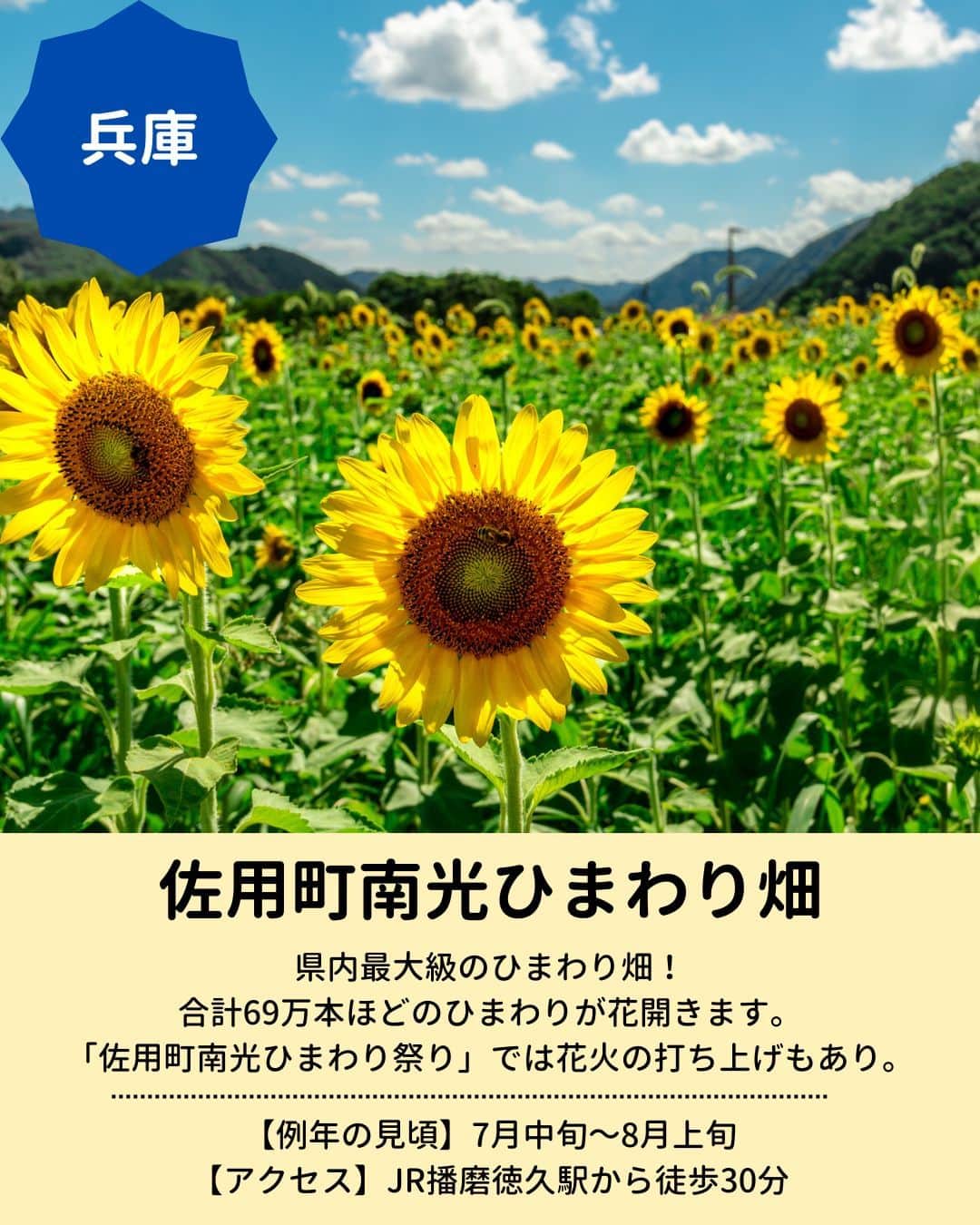 旅行比較サイト・トラベルコ 理想の旅を、いちばん安く。さんのインスタグラム写真 - (旅行比較サイト・トラベルコ 理想の旅を、いちばん安く。Instagram)「開花が待ち遠しい！関西の『おすすめのひまわりスポット』をピックアップしました🌻  保存してお出かけの参考にしてくださいね✨  【1枚目】 📍 #ひまわりの丘公園（兵庫県小野市） 「サンリッチレモン」や「太陽」などの多彩なひまわりが楽しめます🌻2022年には関西最大級の遊具広場が園内にオープン！  【2枚目】 📍 #淡路ファームパーク イングランドの丘（兵庫県南あわじ市） 野菜収穫やクラフト体験コーナー、かわいい動物たちに出合える「グリーンヒルエリア」もあり、一日たっぷり遊べるスポット✨  【3枚目】 📍 #佐用町南光ひまわり畑（兵庫県佐用郡） 合計69万本ほどのひまわりが咲く名所。例年7月中旬から「佐用町南光ひまわり祭り」を開催。花火の打ち上げなどのイベントも❤  そのほか全国ひまわり畑の名所はこちら👇 https://www.tour.ne.jp/matome/articles/himawari/#8444  ***** あなたが旅先で出合った素敵な風景に #トラベルコ  または #travelko をつけて投稿してみてください📷 こちらのアカウントで紹介させていただくかも！  投稿を見て「行きたい！」と思ったら保存でクリップ。 フォロー＆いいねもお願いします🌟  ***** 国内海外1500以上の旅行サイトをまとめて比較！ 旅行の最安値を探すなら「トラベルコ」  プロフィール欄のURLから早速検索🔍 @travelko_official  #ひまわり畑 #関西ひまわり畑 #兵庫ひまわり畑 #ひまわり名所 #ひまわりスポット #絶景 #フォトジェニック #ファインダー越しの私の世界 #誰かに見せたい景色 #旅行好きな人と繋がりたい #写真好きな人と繋がりたい #女子旅 #一人旅 #旅行好き #旅 #旅行 #観光 #trip #travelko #トラベルコ」7月5日 12時00分 - travelko_official