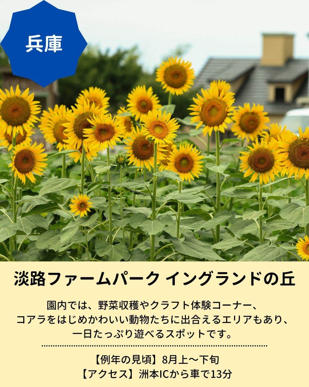 旅行比較サイト・トラベルコ 理想の旅を、いちばん安く。さんのインスタグラム写真 - (旅行比較サイト・トラベルコ 理想の旅を、いちばん安く。Instagram)「開花が待ち遠しい！関西の『おすすめのひまわりスポット』をピックアップしました🌻  保存してお出かけの参考にしてくださいね✨  【1枚目】 📍 #ひまわりの丘公園（兵庫県小野市） 「サンリッチレモン」や「太陽」などの多彩なひまわりが楽しめます🌻2022年には関西最大級の遊具広場が園内にオープン！  【2枚目】 📍 #淡路ファームパーク イングランドの丘（兵庫県南あわじ市） 野菜収穫やクラフト体験コーナー、かわいい動物たちに出合える「グリーンヒルエリア」もあり、一日たっぷり遊べるスポット✨  【3枚目】 📍 #佐用町南光ひまわり畑（兵庫県佐用郡） 合計69万本ほどのひまわりが咲く名所。例年7月中旬から「佐用町南光ひまわり祭り」を開催。花火の打ち上げなどのイベントも❤  そのほか全国ひまわり畑の名所はこちら👇 https://www.tour.ne.jp/matome/articles/himawari/#8444  ***** あなたが旅先で出合った素敵な風景に #トラベルコ  または #travelko をつけて投稿してみてください📷 こちらのアカウントで紹介させていただくかも！  投稿を見て「行きたい！」と思ったら保存でクリップ。 フォロー＆いいねもお願いします🌟  ***** 国内海外1500以上の旅行サイトをまとめて比較！ 旅行の最安値を探すなら「トラベルコ」  プロフィール欄のURLから早速検索🔍 @travelko_official  #ひまわり畑 #関西ひまわり畑 #兵庫ひまわり畑 #ひまわり名所 #ひまわりスポット #絶景 #フォトジェニック #ファインダー越しの私の世界 #誰かに見せたい景色 #旅行好きな人と繋がりたい #写真好きな人と繋がりたい #女子旅 #一人旅 #旅行好き #旅 #旅行 #観光 #trip #travelko #トラベルコ」7月5日 12時00分 - travelko_official