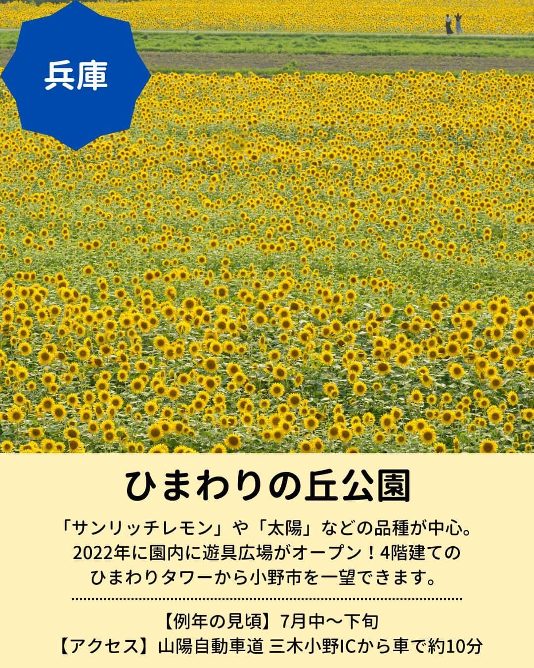 旅行比較サイト・トラベルコ 理想の旅を、いちばん安く。さんのインスタグラム写真 - (旅行比較サイト・トラベルコ 理想の旅を、いちばん安く。Instagram)「開花が待ち遠しい！関西の『おすすめのひまわりスポット』をピックアップしました🌻  保存してお出かけの参考にしてくださいね✨  【1枚目】 📍 #ひまわりの丘公園（兵庫県小野市） 「サンリッチレモン」や「太陽」などの多彩なひまわりが楽しめます🌻2022年には関西最大級の遊具広場が園内にオープン！  【2枚目】 📍 #淡路ファームパーク イングランドの丘（兵庫県南あわじ市） 野菜収穫やクラフト体験コーナー、かわいい動物たちに出合える「グリーンヒルエリア」もあり、一日たっぷり遊べるスポット✨  【3枚目】 📍 #佐用町南光ひまわり畑（兵庫県佐用郡） 合計69万本ほどのひまわりが咲く名所。例年7月中旬から「佐用町南光ひまわり祭り」を開催。花火の打ち上げなどのイベントも❤  そのほか全国ひまわり畑の名所はこちら👇 https://www.tour.ne.jp/matome/articles/himawari/#8444  ***** あなたが旅先で出合った素敵な風景に #トラベルコ  または #travelko をつけて投稿してみてください📷 こちらのアカウントで紹介させていただくかも！  投稿を見て「行きたい！」と思ったら保存でクリップ。 フォロー＆いいねもお願いします🌟  ***** 国内海外1500以上の旅行サイトをまとめて比較！ 旅行の最安値を探すなら「トラベルコ」  プロフィール欄のURLから早速検索🔍 @travelko_official  #ひまわり畑 #関西ひまわり畑 #兵庫ひまわり畑 #ひまわり名所 #ひまわりスポット #絶景 #フォトジェニック #ファインダー越しの私の世界 #誰かに見せたい景色 #旅行好きな人と繋がりたい #写真好きな人と繋がりたい #女子旅 #一人旅 #旅行好き #旅 #旅行 #観光 #trip #travelko #トラベルコ」7月5日 12時00分 - travelko_official