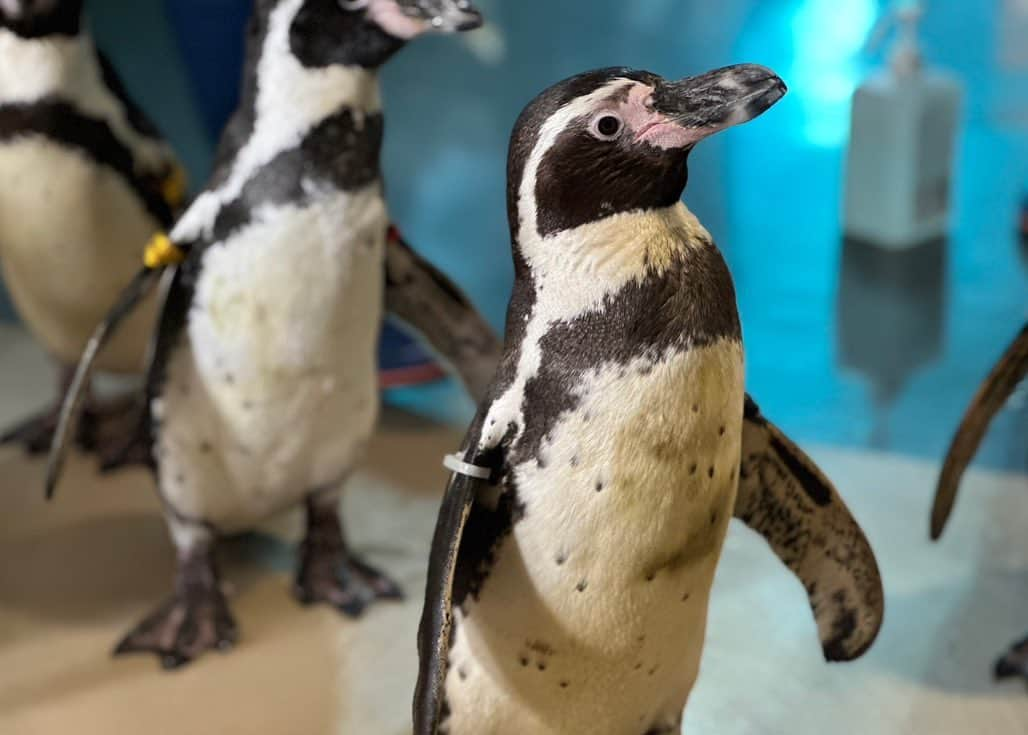 ボートレース宮島のインスタグラム：「． 『みやじマリン(宮島水族館)°･🐠』 ． ボートレース宮島の対岸、宮島にある水族館『みやじマリン』🐬 瀬戸内海の生きものを中心に、スナメリやカワウソ、ペンギンなど380種以上の生きものに会えるおすすめのスポット🐧✨️ アシカライブやアザラシふれあいタイム、ペンギンのお食事タイムなど、毎日いろいろなイベントを開催されています✨️ カキいかだを再現したカキの水槽は広島ならでは🦪 可愛いスナメリとカワウソのドーナツがあるカフェもあります🍩☕️ ． ただいまボートレース宮島では「第13回みやじマリンカップ」を開催中‼️ 最終日の7月9日(日)には、みやじマリンから可愛いペンギンたちが遊びに来てくれます🐧🐧🐧 キッズ限定でみやじマリングッズが当たるガラポンも🥳 ご家族でぜひ😊 イベントの詳細はHPでご確認ください💁‍♀️ ． ． #ボートレース宮島 #ボートレース #boatrace #モンタ  #宮島水族館 #みやじマリン #はつこい庵 #水族館 #aquarium #スナメリ #ペンギン #カワウソ #宮島 #宮島観光 #広島観光 #hiroshima」