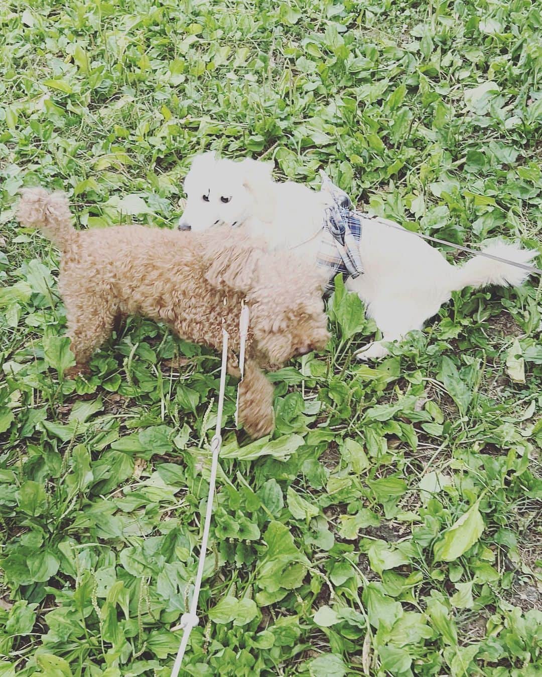 LiLyさんのインスタグラム写真 - (LiLyInstagram)「日常。二段ベッド、水着にスウェット、毎日ピラティス、禁煙したからスタバで仕事が可能になった、けど日々はコンビニコーヒー、愛犬サンポ、レモンパスタ、韓国お土産、隙さえあればチルして恋愛リアリティーショーみながら泣きたい　←趣味w   #july2023 #tokyo」7月5日 12時03分 - lilylilylilycom
