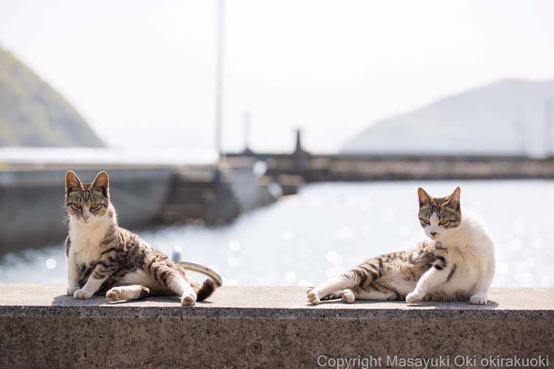 Masayukiのインスタグラム：「よいちょ座り。  #cat #ねこ #猫 #東京カメラ部 #nekoclub  #mmgtw #my_eos_photo  #yourshotphotographer」