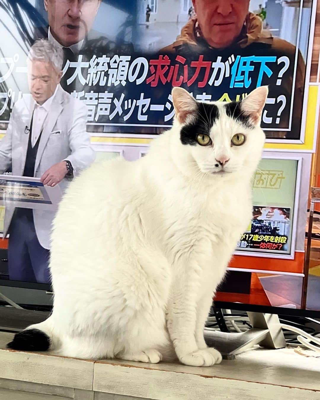 渡辺達生のインスタグラム：「2023.07.05…おーいアズキ〜！音量調整効かないじゃん〜 #tatsuowatanabe #怒ねこ」