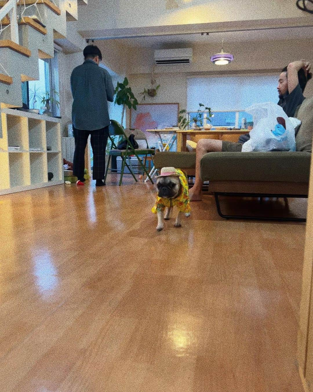 西本早希さんのインスタグラム写真 - (西本早希Instagram)「・ 家族会 人間たちによって 浮かれた犬に仕立て上げられたつくね 🐶  料理上手が3人もいると最高だなぁ 大森くんのイサキも もみちゃんのパテも 麻のアサラダも ぜーんぶ美味しかったなぁ  最後は この1年くらいで なにわ男子色に染まった木原家のトイレ」7月5日 12時47分 - saki1022