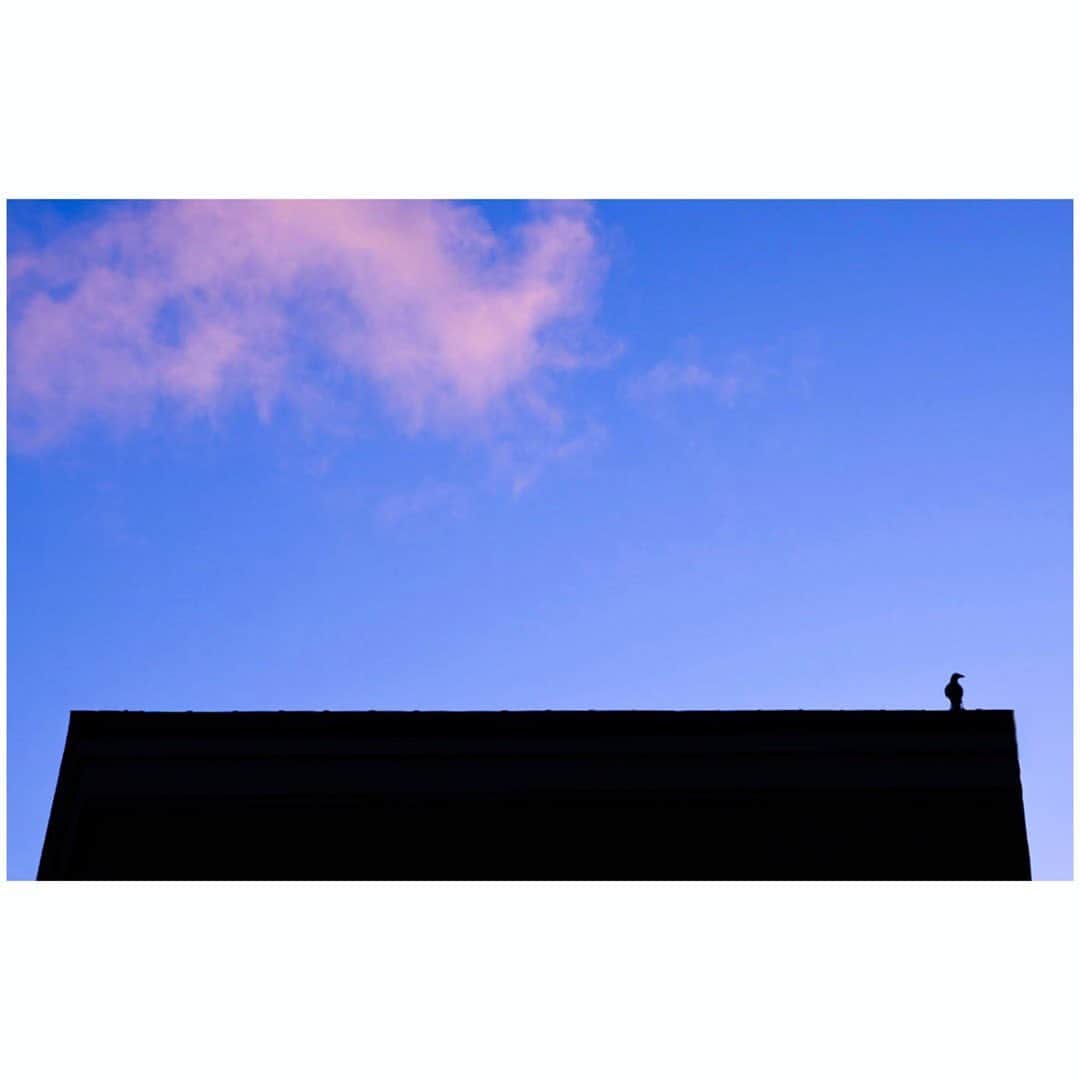 宮本笑里のインスタグラム：「鳥の黄昏  #sky #空 #空が好き  #雲」
