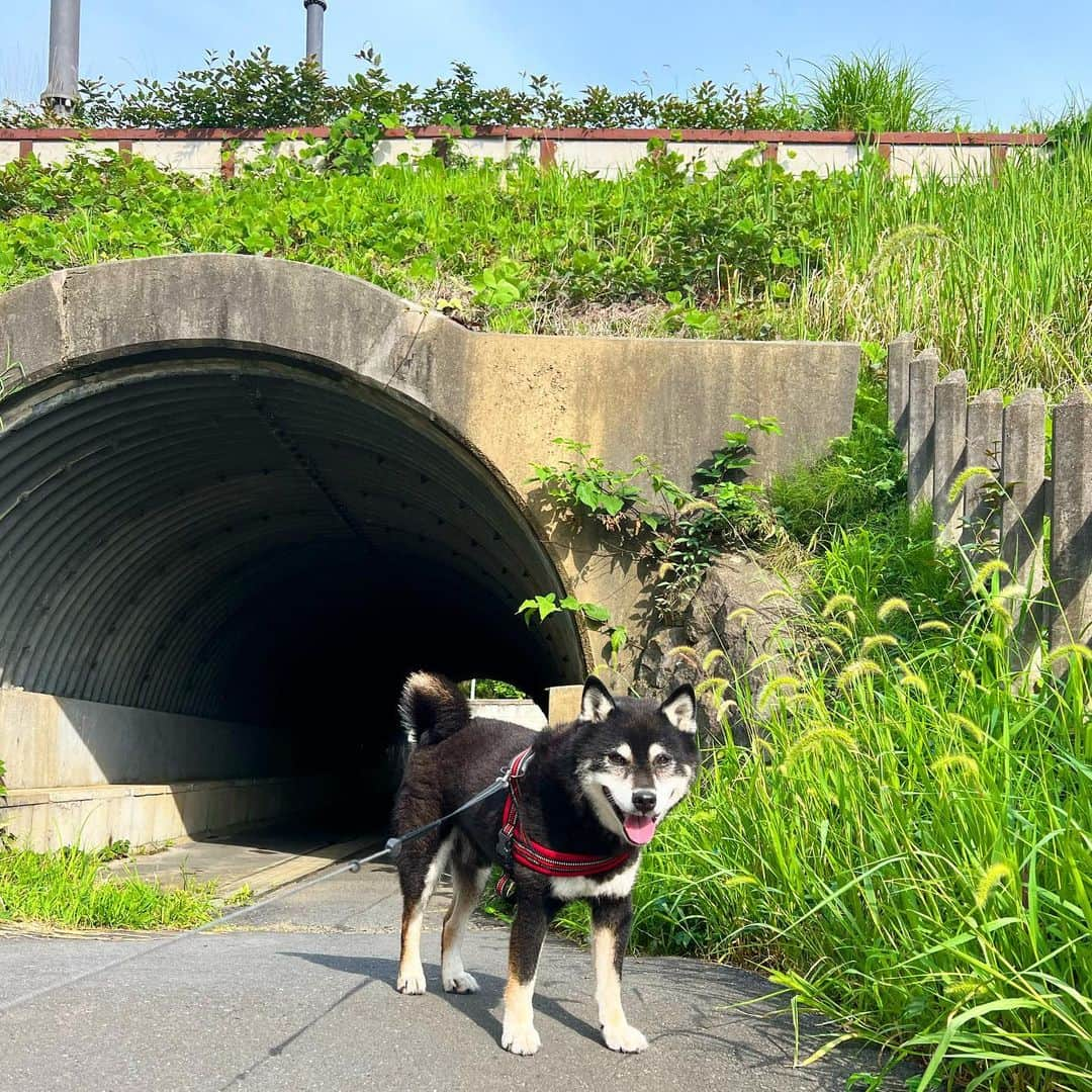 小川博永のインスタグラム：「今日も元気。  #ししまる爺さん  #今朝まる #ししまる #dog #dogs #柴犬 #黒柴」