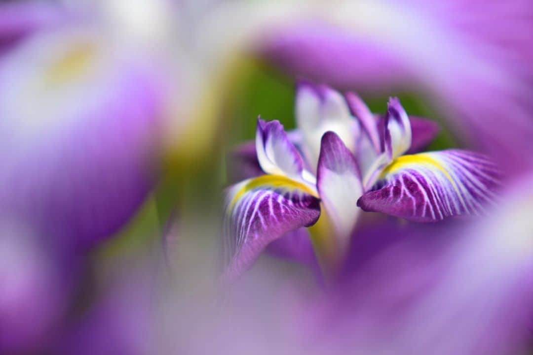 花の写真館のインスタグラム：「Photo by 桒田 浩. . Original Post[投稿いただいたURL] https://www.facebook.com/photo.php?fbid=1922704414582772 . 本アカウントは、 #私の花の写真 をつけてInstagramに投稿された皆さまの花の写真や、「花の写真館」Facebookページで投稿された花の写真を紹介します。 「花の写真館」Facebookページは、「 @floral.photograph 」のプロフィールにあるURLからご覧ください。 . ※各種法令、マナー、関係者の指示に従った撮影をお願いします。 *Please ensure that your photography adheres to all relevant laws, etiquette, and instructions issued by authorized persons. ※本アカウントは東京カメラ部がFacebook、Instagramのサービスを利用して運営しているもので、Meta社・Instagramとは一切関係ありません。 . #花の写真館 #floralphotograph #floralphoto #flower #flowers Follow: @floral.photograph」