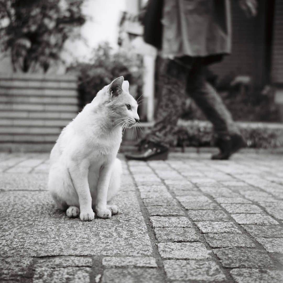 ホタテ＆クラム＆シラスのインスタグラム：「道行く人を眺める猫  フィルム写真」