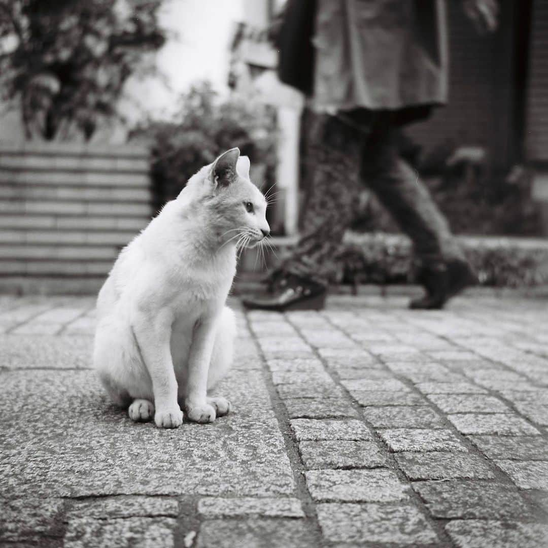 ホタテ＆クラム＆シラスさんのインスタグラム写真 - (ホタテ＆クラム＆シラスInstagram)「道行く人を眺める猫  フィルム写真」7月5日 14時08分 - msy1515