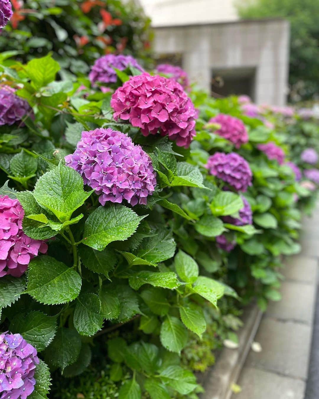 村主章枝さんのインスタグラム写真 - (村主章枝Instagram)「There were cute Hydrangeas. 可愛い紫陽花がありました。 #hydrangeas」7月5日 14時14分 - fumie.suguri