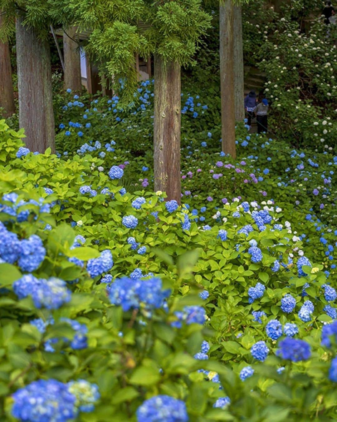 Rediscover Fukushimaさんのインスタグラム写真 - (Rediscover FukushimaInstagram)「You can find about 5,000 hydrangeas in the gardens of Korinji (高林寺), Nihonmatsu City’s Ajisai (Hydrangea) temple! 💙  The road leading to the temple, known as "Hydrangea Road (Ajisai Road)", is lined with 8,000 hydrangeas. 🤩  Located in the central area of Fukushima prefecture, this temple can be reached by car or by bus from Nihonmatsu Station (JR Tohoku line).  🗓️ The best time to see these flowers in bloom is typically from late June to late July.  ℹ️ Please let us know your favorite spots to see hydrangeas in Fukushima! 🙏☔️ And don't forget to save this post for your next visit to Nihonmatsu. 🔖  #japan #beautifuljapan #visitjapanjp #visitfukushima #korinji #nihonmatsu #japanesesummer #hydrangea #temple #japanesetemple #traditionaljapan #travelphotography #travelgram #fukushimagram #visitjapanes #visitjapanfr #visitjapanus #visitjapantw #hydrangeaseason #hydrangeatemple #jrpass #tohokujrpass #tohokucamerafan #travelinspo #beautifuldestinations #japantravel #japantrip」7月5日 14時33分 - rediscoverfukushima