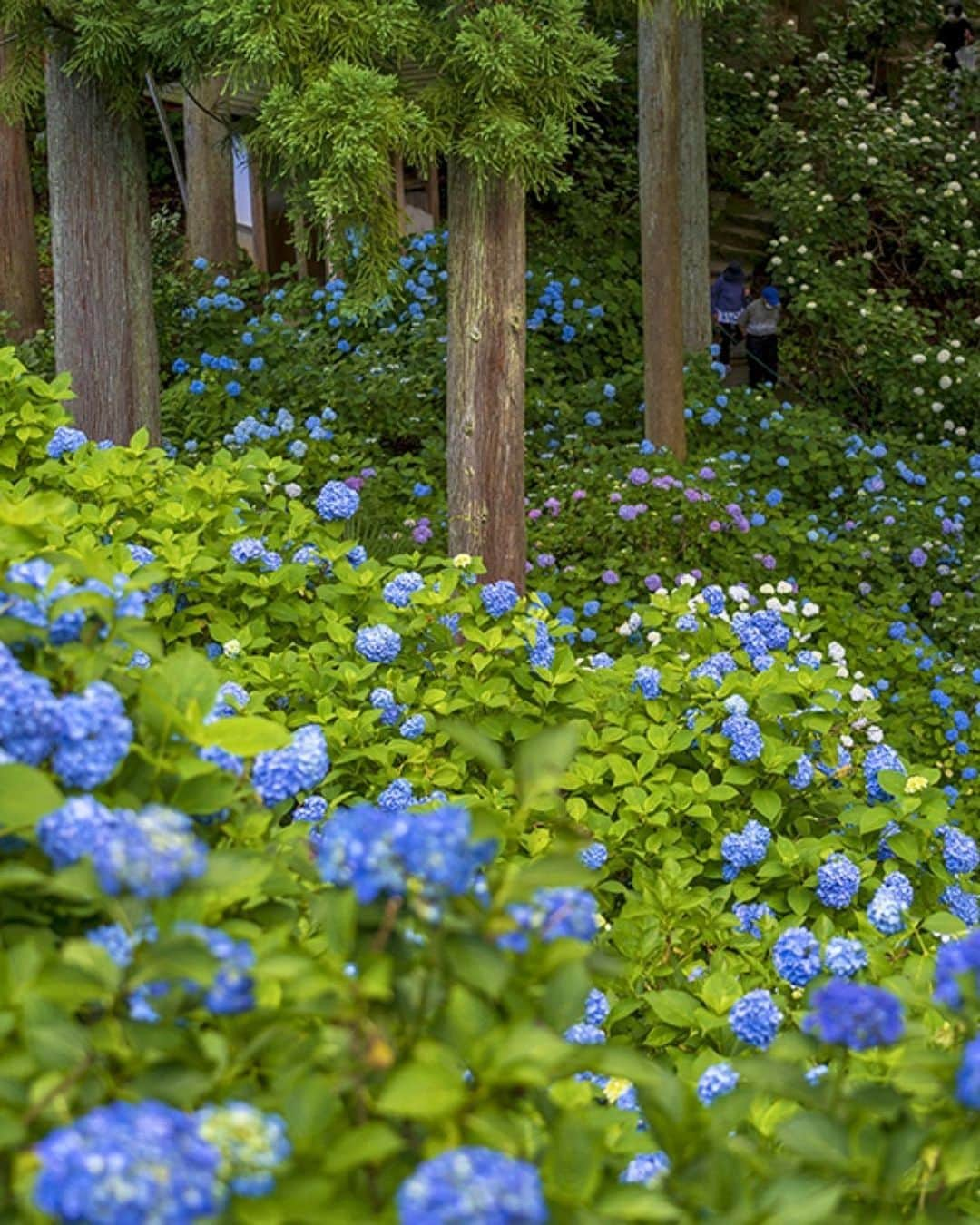 Rediscover Fukushimaのインスタグラム：「You can find about 5,000 hydrangeas in the gardens of Korinji (高林寺), Nihonmatsu City’s Ajisai (Hydrangea) temple! 💙  The road leading to the temple, known as "Hydrangea Road (Ajisai Road)", is lined with 8,000 hydrangeas. 🤩  Located in the central area of Fukushima prefecture, this temple can be reached by car or by bus from Nihonmatsu Station (JR Tohoku line).  🗓️ The best time to see these flowers in bloom is typically from late June to late July.  ℹ️ Please let us know your favorite spots to see hydrangeas in Fukushima! 🙏☔️ And don't forget to save this post for your next visit to Nihonmatsu. 🔖  #japan #beautifuljapan #visitjapanjp #visitfukushima #korinji #nihonmatsu #japanesesummer #hydrangea #temple #japanesetemple #traditionaljapan #travelphotography #travelgram #fukushimagram #visitjapanes #visitjapanfr #visitjapanus #visitjapantw #hydrangeaseason #hydrangeatemple #jrpass #tohokujrpass #tohokucamerafan #travelinspo #beautifuldestinations #japantravel #japantrip」