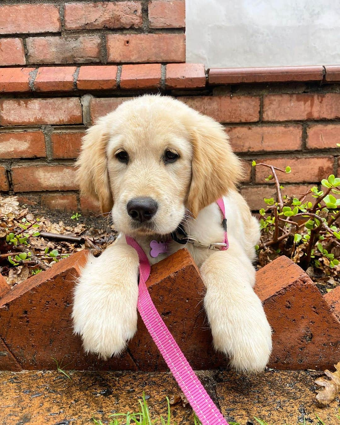 平山ララのインスタグラム：「I like big paws and I cannot lie 🐾  #goldenretriever #dogsofinstagram #goldenretrieversofinstagram #dog #puppy #dogs #goldenretrieverpuppy #golden #goldenretrievers #goldensofinstagram #goldens #puppiesofinstagram #retriever #puppylove #dogstagram #dogoftheday #instadog #doglovers #goldenretrieverlove #doglover #doglife #retrievers #love #goldenpuppy #puppies #labrador #goldenretrieverlovers #pet #goldenretrieverworld」