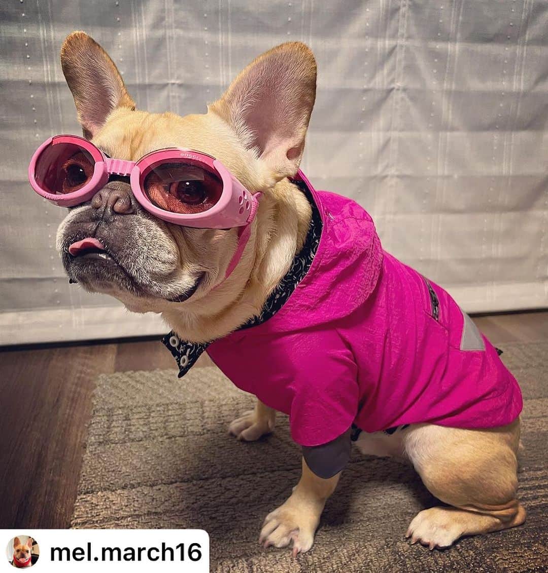 iDog&iCatのインスタグラム