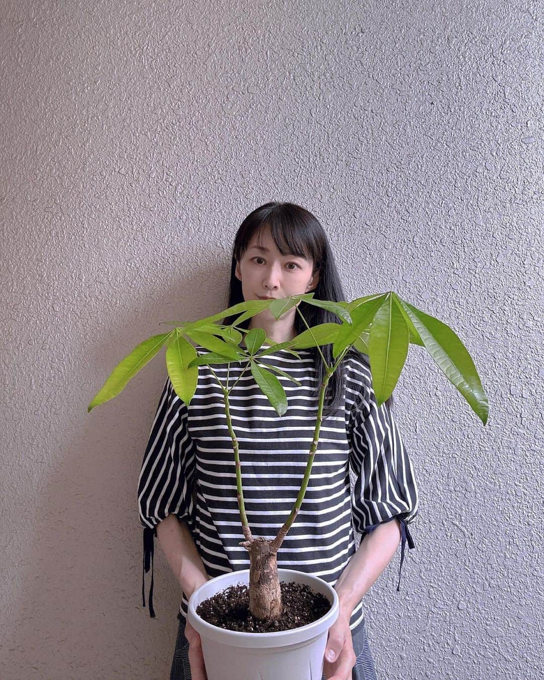 理絵さんのインスタグラム写真 - (理絵Instagram)「今日は手指などの痛みも無いのでパキラさん🪴の植え替えをしました  葉が多くなってきたのでカットして少し大きめの植木鉢に植え替えました  これ以上大きなサイズにしてしまうと持てなくなるのでこれくらいで  本当は陶器の可愛い植木鉢にしたかったのですが重くなるのでプラスチック製で  どんどんニョキニョキのびています(植木鉢を大きくしたのでさらに成長するかな？)  #パキラ #pachira  #観葉植物」7月5日 15時43分 - ____rie____