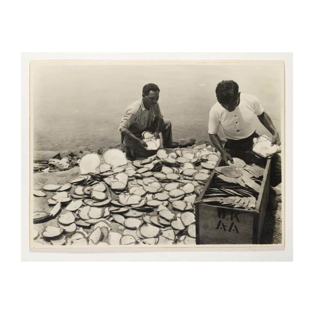 パワーハウスミュージアムのインスタグラム：「Australia’s history can be told in an oyster shell as First Nations communities feasted on these molluscs and collected them. Oysters also tell us about past migration (thanks to oyster saloons run by Greek migrants) and our ecological future, with oysters now being used to repair reef damage and revive coastlines.  Listen to the full episode of Culinary Archive Podcast with @LeeTranLam  Featuring Chef @cjordanchef of @threelittlebirdsbne, Historian #LeonardJaniszewski, Photographer @effyalexakis, Bush foods Educator @jodyorcher, Industrial Designer @alexgoad Founder of @reefdesignlab and Marine Biologist #DrChrisGillies.  Link in Bio.  1. Object No. E5182-13 Photograph, part of a didactic collection illustrating pearl button manufacture, photographer unknown, Thursday Island, Queensland, Australia, for The Pearlbutton Manufacturing Co Ltd, Foster Street, Sydney, New South Wales, Australia, 1933  2. Object No. 96/304/8 String bag (jerrk) by Rebecca Bowarr Baker, Maningrida  3. Object No. 2013/23/54-4 Photograph: Henry King, Sydney, New South Wales, Australia, 1880–1890  4. Object No. 85/1285-330 Glass negative, full plate, 'La Perouse, Botany Bay', Henry King, Sydney, Australia, c. 1880-1900.」
