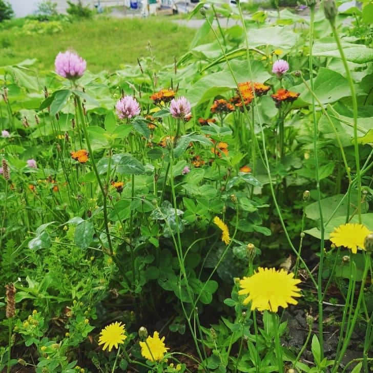 夏井いつきさんのインスタグラム写真 - (夏井いつきInstagram)「【島根県出雲市　句会ライブ参加レポート　はぐれ杤餅の巻】  こんな家族も参加してくれてました。  句会ライブは、台本のないドラマ。  あの時、お父さんが「（息子の）この句に拍手した！」と力強く言って下さったこと。  忘れ難いシーンです。  はぐれ杤餅のお便り……続きはblogでね。 http://itsuki.natsui-company.com/?eid=6878#gsc.tab=0」7月5日 16時52分 - natsui_haiku