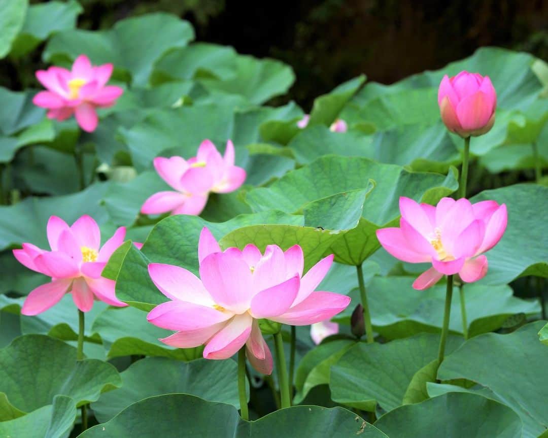 九州電力さんのインスタグラム写真 - (九州電力Instagram)「世界最古の花「二千年ハス」🌺 . 佐賀県多久市にある聖光寺(しょうこうじ)は、多久聖廟の近くにある神仏混合の寺院です。これからの季節、ピンク色の「二千年ハス」が見事な花を咲かせます。 . この「二千年ハス」は2002年に島根県の荒神谷史跡公園から、住職が種をもらい育てられたもので、世界最古の花・平和の花ともいわれています。 早朝の清々しい空気の中で出会う「二千年ハス」は荘厳な美しさです🌺 . ※写真提供：佐賀県観光連盟 ※写真は過去に撮影されたものです。 . お届けする九州の風景が、皆さまの元気や癒しになれば幸いです☘️ . #九州電力 #佐賀 #多久市 #聖光寺 #聖光寺ハス池 #ハス #二千年蓮 #二千年ハス #ハス池」7月5日 17時00分 - kyuden_official