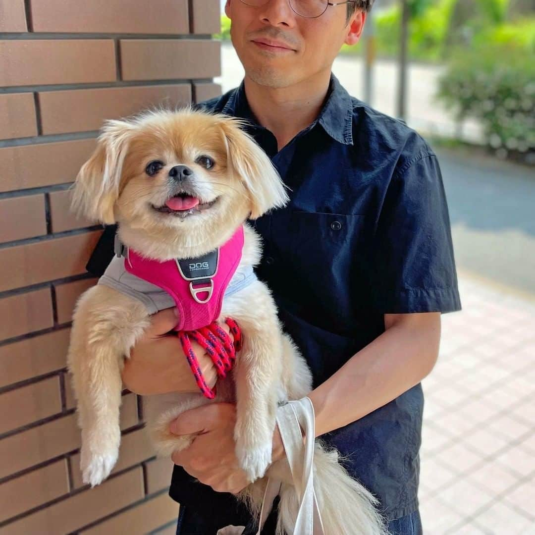 冨田ただすけさんのインスタグラム写真 - (冨田ただすけInstagram)「元保護犬ちゃことの暮らしを @wanqol さんにインタビューいただきました！  写真も自分たちで撮ったものですが、あまり選ぶほど候補がなくて、とにかくちゃこが可愛い写真を選ぼうと思ったら、本人（僕）はなんか悲しげな顔に…。  インタビュー記事ではそうなっちゃったので、せめてInstagramではトリミングしてちゃこ中心の写真にしてみました😂  引き取ったころのことも記事になっていますが、いまではドタバタしてたあのころもいい思い出。ちゃことの暮らしは楽しく幸せいっぱいです🐶よかったら見てみてください～  インタビューリンクは プロフィールのURLからどうぞ！  #WanQol #わんクォール #dog #dogstagram #dogsofinstagram #わんこ #犬 #犬バカ部 #犬好きな人と繋がりたい #愛犬 #犬好き #犬のいる暮らし #いぬすたぐらむ #冨田ただすけ #白ごはんcom #白ごはんドットコム #元保護犬」7月5日 17時45分 - tomita_tadasuke