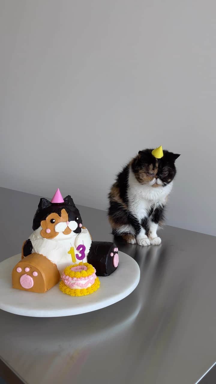 Pudgeのインスタグラム：「Today Pudge turns 13 years old! It’s becoming a tradition for me to make a Pudge-shaped cake every year to celebrate and Pudge has gotten pretty good at balancing handmade party hats on her head. I can’t believe we’ve been together this long! ❤️❤️❤️❤️  #pudgeybirthday #pudgethecat #catcake」