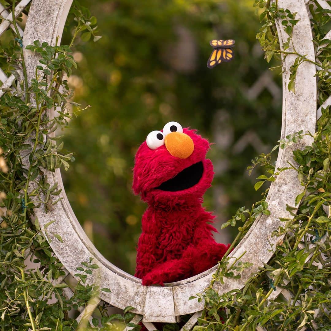 セサミストリートさんのインスタグラム写真 (セサミストリートInstagram)「ちょうちょさん、こんにちは。エルモと一緒に写真に写ろう