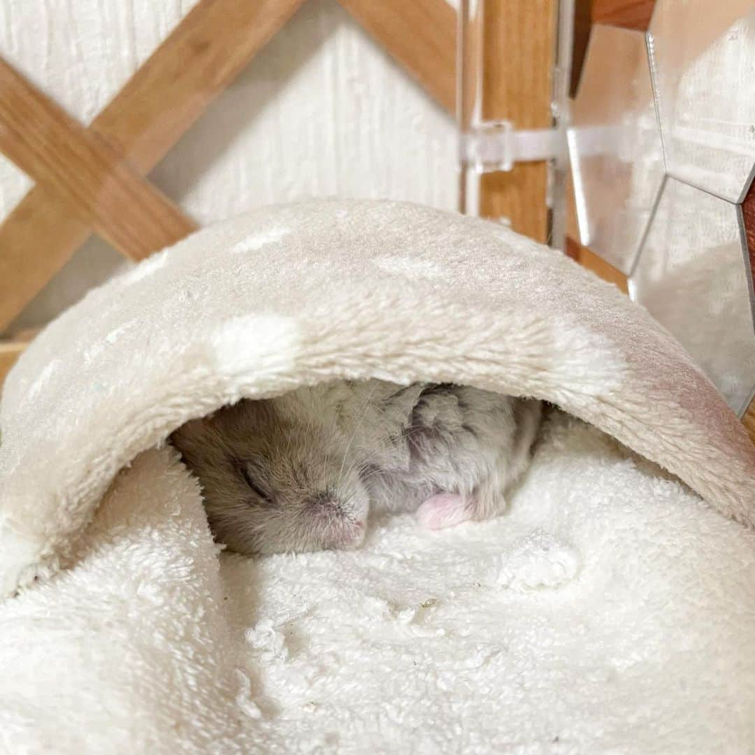 hamster_mocoのインスタグラム